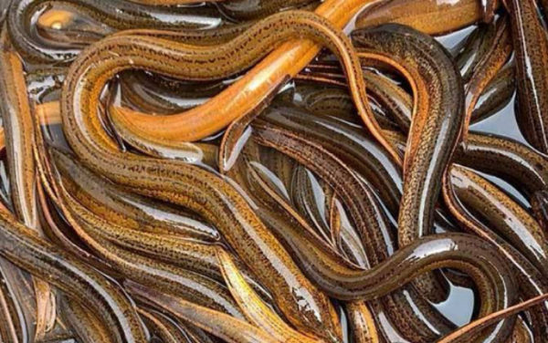 伊洛瓦底省博加礼县区出产的鳝鱼大量输送往仰光大都市出售